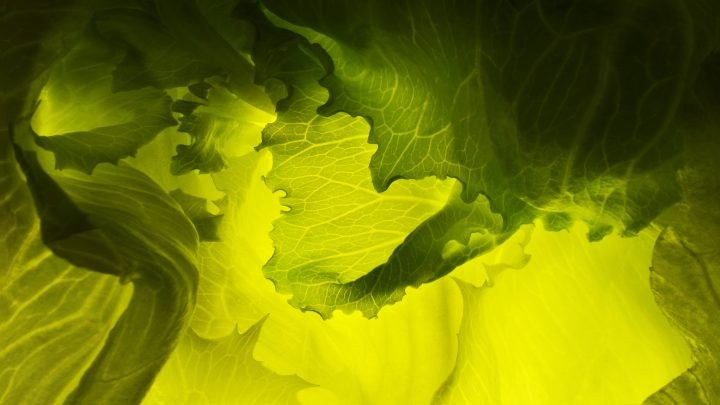 Backlit cabbage leaves