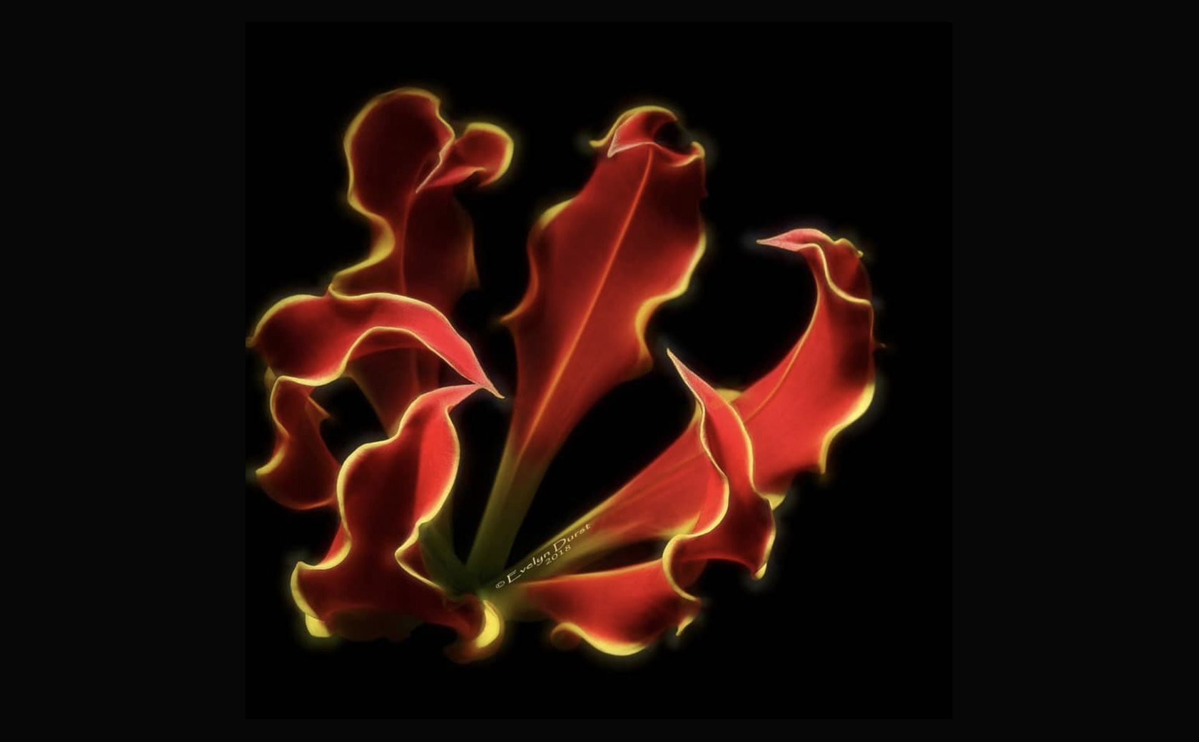Evelyn Durst macro photography
